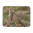 Search for natural pattern magnets Wildlife