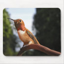 Search for hummingbird mousepads Wild