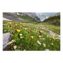 Search for alpine flower posters Switzerland