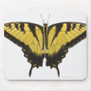 Search for swallowtail Close up