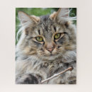 Search for tabby cat puzzles Photograph