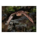 Search for red tail hawk art Hunting