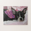 Search for boston terrier puzzles Pet