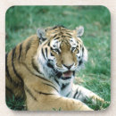 Search for big cats barware Feline