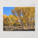 Search for yellow tree postcards Blue