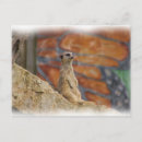Search for single looking postcards Animal