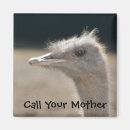 Search for ostrich photography Ostriches