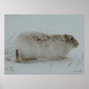 Search for hare posters Rabbit