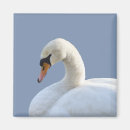 Search for swans magnets Nature