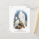 Search for falcon postcards Animals