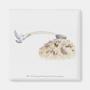 Search for doves magnets Rainbow