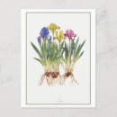 Search for iris postcards Flower