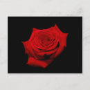 Search for rose background postcards Red
