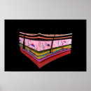 Search for human skin posters Medicine