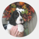 Search for springer spaniel stickers English