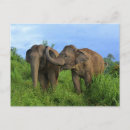 Search for asiatic postcards Nature
