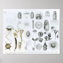Search for zoology posters English