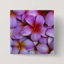 Search for plumeria badges Pink