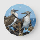 Search for galapagos art Animal