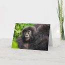 Search for mountain gorilla cards Ape