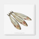 Search for sardines magnets Food