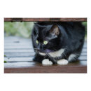 Search for tuxedo cat posters Cute