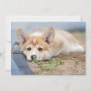 Search for lays postcards Pet
