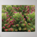 Search for sedum posters Succulent