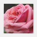 Search for rose bloom magnets Nature