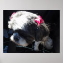 Search for shih tzu posters Cute