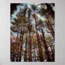 Search for pine trees posters Autumn