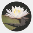 Search for lillies stickers White