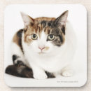 Search for calico cat coasters Animal