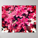 Search for crab apples art Flower