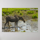 Search for alberta wildlife posters Nature