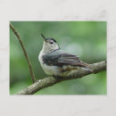 Search for nuthatch postcards Nature