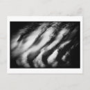 Search for black vulture postcards Nature