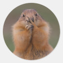 Search for wild dog stickers Cute