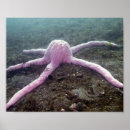 Search for giant posters Ocean