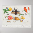 Search for vintage insect posters Butterflies