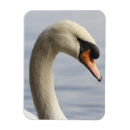 Search for cygnus magnets Bird