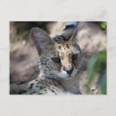 Search for serval postcards African