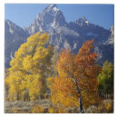 Search for aspen tiles Autumn