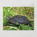 Search for pond turtle postcards River