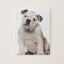 Search for english bulldog puzzles Photography