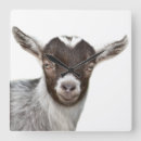 Search for goat clocks Photography