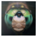 Search for iridescent tiles Wildlife