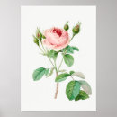 Search for rosebud posters Pink