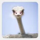 Search for ostrich stickers Humour