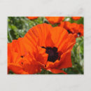 Search for oriental poppies postcards Poppy